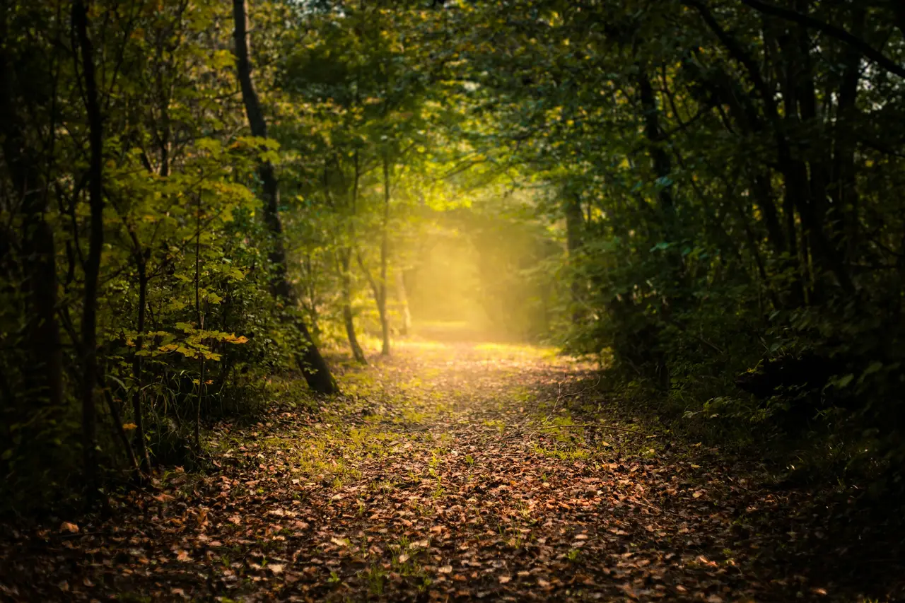 A sunlit path through a green forest