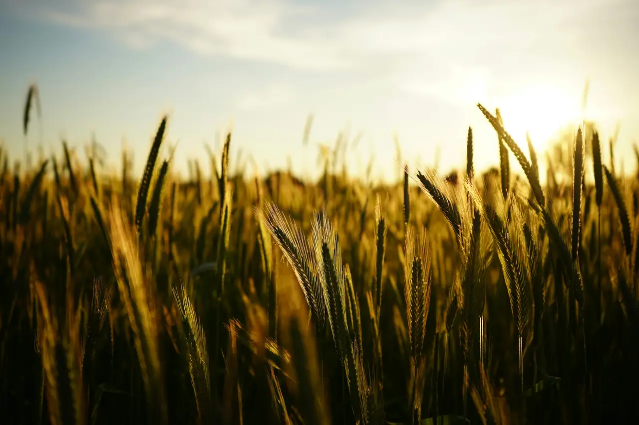 Daily Bread: Trusting God With Money